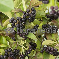ARONIA